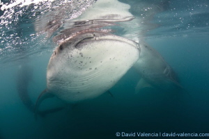 Whale Sharks Feeding. La Paz, B.C.S., Mexico by David Valencia 